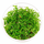 Лимнофила вьетнамская (меристема) (Limnophila sp. "Vietnam")