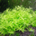 Лимнофила вьетнамская (меристема) (Limnophila sp. "Vietnam")