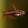 Нанностомус Мортенталера красный (Nannostomus mortenthaleri)