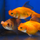 Золотая рыбка Оранда помпон (S) (Carassius auratus)