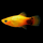 Пецилия золотая Микки Маус (Xiphophorus maculatus)