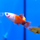 Пецилия золотая Микки Маус (Xiphophorus maculatus)