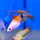 Пецилия золотая Микки Маус (Xiphophorus maculatus)