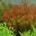 Ротала круглолистная "Апельсиновый сок" (с грузом) (Rotala rotundifolia "Orange Juice")