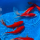 Карась красный XL (Carassius auratus)