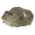 Коллекционная фигурка Лягушка Щитоспинка (Lepidobatrachus llanensis)