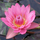 Нимфея Queen of Siam, розовый цветок (Nymphaea Queen of Siam), тропическая