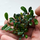 Буцефаландра Брауни Феникс (Bucephalandra sp. Brownie Phoenix) (меристема)
