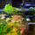 Людвигия Седиоидес (с грузом) (Ludwigia sedoides)