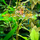 Людвигия Седиоидес (с грузом) (Ludwigia sedoides)