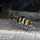Боция Tiger (Chromobotia sp. sf. Tiger)