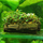 Буцефаландра микс на коряге (Bucephalandra sp.)