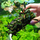 Буцефаландра микс на коряге (Bucephalandra sp.)