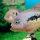 Вьеха бифасциата (Vieja bifasciata rio azufres)