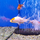 Золотая рыбка Веерохвост красная шапочка S (Carassius auratus)