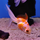 Золотая рыбка Веерохвост красно-белый МL (Carassius auratus auratus)
