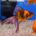 Золотая рыбка Веерохвост ситцевый SМ (Carassius auratus auratus)