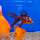 Золотая рыбка Веерохвост ситцевый SМ (Carassius auratus auratus)