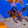 Золотая рыбка Веерохвост ситцевый SМ (Carassius auratus auratus)