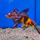 Золотая рыбка Веерохвост ситцевый SМ (Carassius auratus auratus)