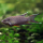 Макропод черный (Macropodus spechti)
