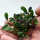 Буцефаландра Брауни Феникс (в горшке) (Bucephalandra sp. Brownie Phoenix)