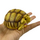 Коллекционная фигурка Шпороносная черепаха (Centrochelys sulcata)