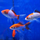 Золотая рыбка Комета ассорти М (Carassius gibelio forma auratus)
