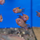 Макропод черный (Macropodus spechti)