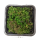 Мох тропический (Moss tropic sp)