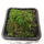 Мох тропический (Moss tropic sp)