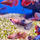 Петушок ассорти (Betta splendens)