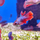 Петушок ассорти (Betta splendens)