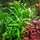 Погостемон сампсонии (с грузом) (Pogostemon sampsonii)