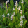 Понтедерия сердцелистная, белая (Pontederia cordata Alba) Голландия