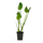 Понтедерия кордата, синяя (Pontederia cordata) Голландия