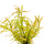 Ротала ред кросс (с грузом) (Rotala sp. "Red Cross")