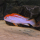 Псевдотрофеус Ред Топ Ндумби (Pseudotropheus perspicax var. Red Top Ndumbi)