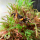 Краб мангровый (Pseudosesarma moeshi sp.)