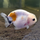 Золотая рыбка Ранчу ситцевый L (Carassius auratus)