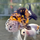 Золотая рыбка Ранчу ситцевый L (Carassius auratus)