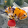 Золотая рыбка Ранчу ситцевый L (Carassius auratus)