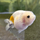 Золотая рыбка Ранчу ситцевый L (Carassius auratus)