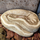 Королевский питон Vanilla Cream, М