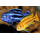 Меланохромис йохани (Melanochromis johanni)