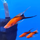 Меченосец красный чернохвостый вилочный L (Xiphophorus helleri)