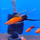 Меченосец красный чернохвостый вилочный L (Xiphophorus helleri)