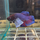 Петушок Слоновье Ухо (самец) (Betta splendens)