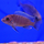 Псевдотрофеус Ред Топ Ндумби (Pseudotropheus perspicax var. Red Top Ndumbi)