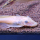 Сом анциструс золотой голубоглазый (самки) L144 (Ancistrus sp.)